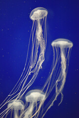 アマクサクラゲ