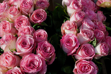 Moody tone, close-up view of various colourful pink with partly yellow blooming roses backdrop at florist. Vivid pastel flower in bloom. Blossom roses for Valentine day.