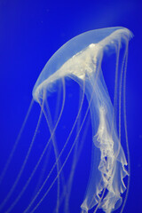 アマクサクラゲ