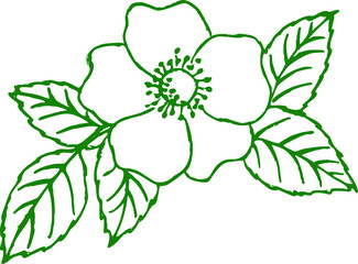 Wild rose flower on white background