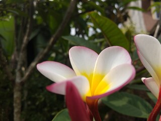 Obraz premium beautiful frangipani plumeria flower
