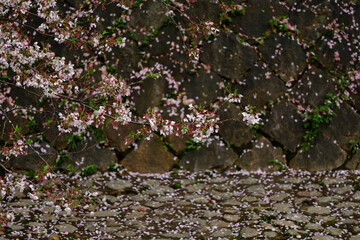 Obraz na płótnie Canvas 散り桜と石垣