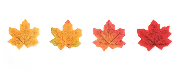 Artificial maple leaves in autumn isolated on white background, Collection maple leaves in winter season 