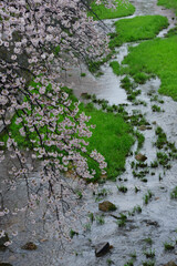 雨と桜
