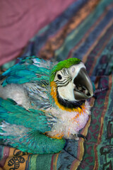 Hand reared baby Blue and Gold Macaw sitting on colourful couch