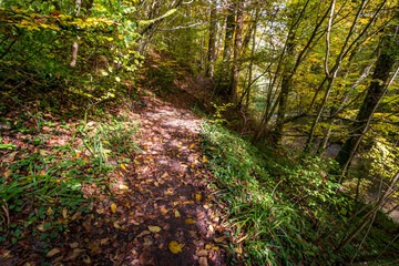 Obraz premium Fantastic autumn hike along the Aachtobel to the Hohenbodman observation tower