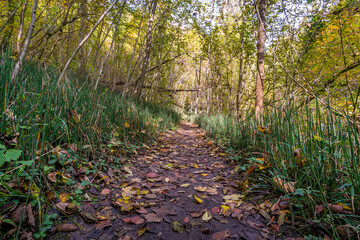 Fototapeta premium Fantastic autumn hike along the Aachtobel to the Hohenbodman observation tower