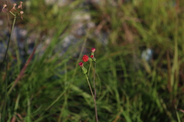 red poppy flower in field