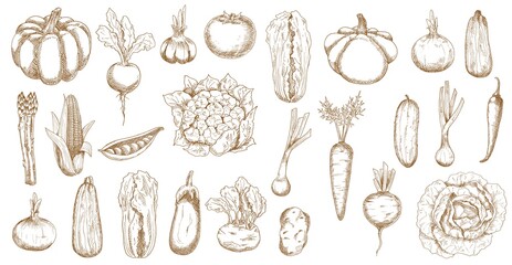 Farm veggies, greenery and vegetables sketch. Pumpkin, asparagus and onion, zucchini, corn and beetroot, pea, eggplant and cauliflower, garlic, tomato and kohlrabi, pattypan squash, cabbage vector