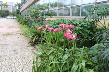 flowers in a greenhouse