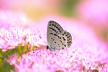  A butterfly is gathering honey