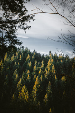 sunset over the forest trees