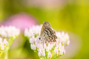  A butterfly is gathering honey