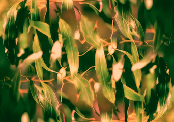 Eucalyptus (Gum tree) leaves in the afternoon sunlight