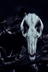 Naklejka premium Kangaroo skull in black and white