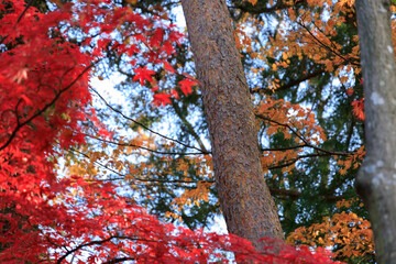 秋田県角館　秋の武家屋敷　紅葉