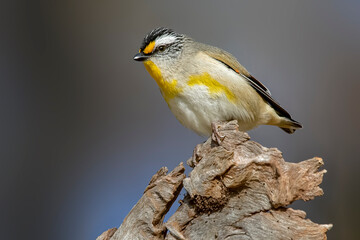 Obraz premium Striated Pardalote (Striatus pardalotus) perched on tree stump