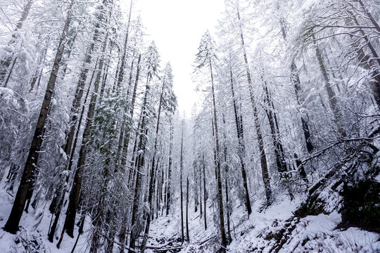 snow covered trees