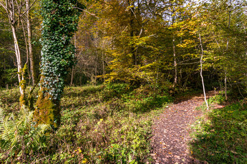 Fantastic autumn hike along the Aachtobel to the Hohenbodman observation tower