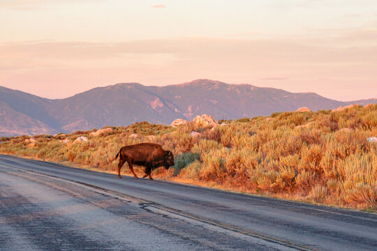 Buffalo in the mountains during sunset