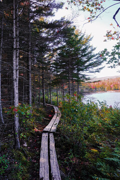 autumn path in the forest