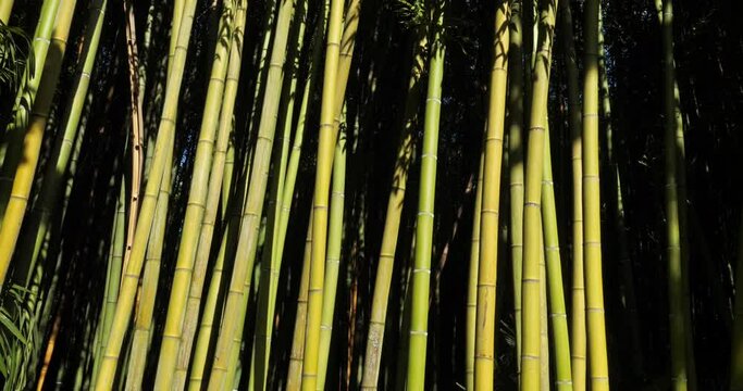 forets of exotic bamboos