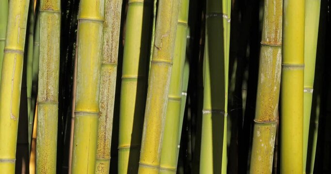 forets of exotic bamboos