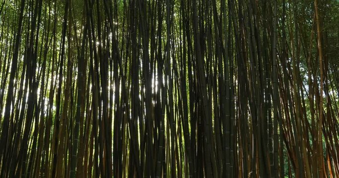 forets of exotic bamboos
