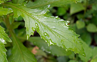 Weed leaf with morning dew. American burnweed (Erechtites hieracifolia).