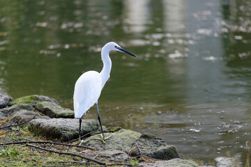 Aigrette à l'affût sur les rives d'un étang