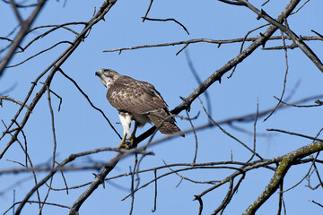 Red-tailed Hawk perched on a branch in the forest under a blue sky