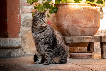 Gray striped cat looking aside while sitting