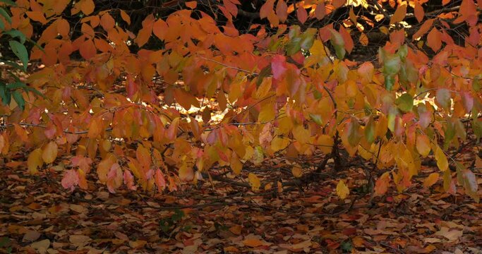 Nyssa sylvatica during the Autumn season