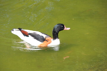 水面に浮くツクシガモ
