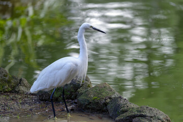 Aigrette à l'affût sur les rives d'un étang