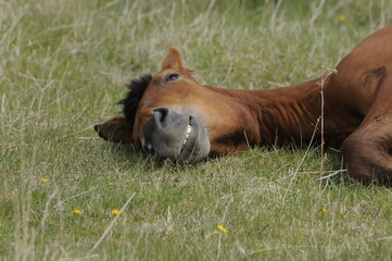 horse in the meadow