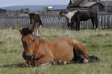 two horses grazing