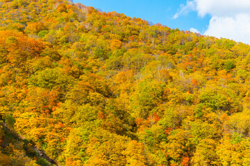 白馬連峰の絶景紅葉