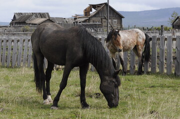 horses in a field