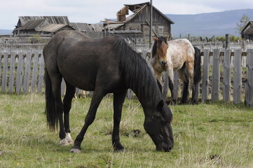 two horses grazing