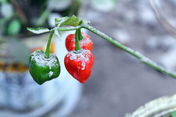 Volcanic ash from the eruption of Mount Merapi on chilli plants