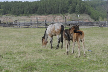horse and foal