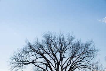 Fototapeta na wymiar treetop