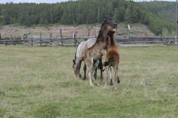 horse and foal