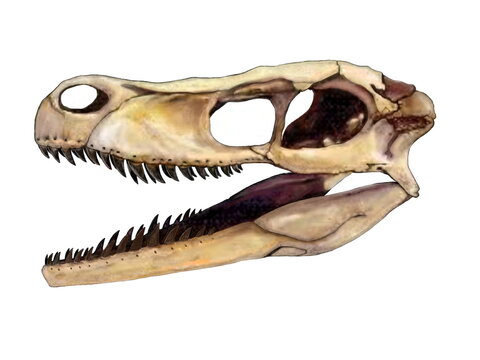 ヴェロキラプトル・モンゴリエンシスの頭骨　ヴェロキラプトルは白亜紀後期の小型のマニラプトル類。全長は1.8メートル程度であり、現代の中から大型犬程度。集団で狩りをしたと思われる。このイラスト画像は斜め上からの角度を設定した想像図。