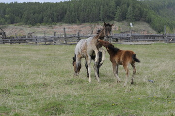 foal and mare