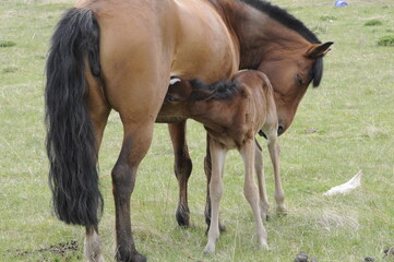 mare and foal