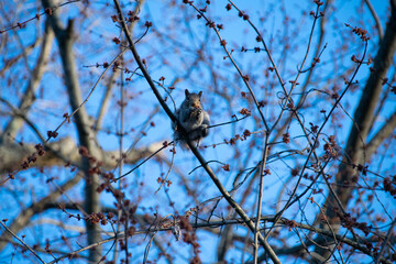 squirrel in a tree