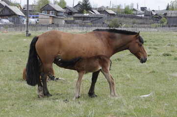 two horses grazing in a meadow