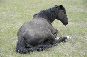 black and white horse